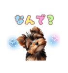 ヨークシャーテリアの子犬スタンプ（個別スタンプ：24）