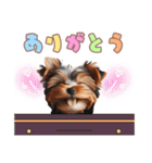 ヨークシャーテリアの子犬スタンプ（個別スタンプ：25）