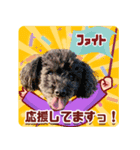 渡辺家の日常会話③（個別スタンプ：6）