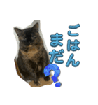 ココだよーーーん（個別スタンプ：7）