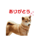 柴犬のヒメ（個別スタンプ：1）