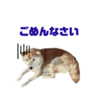 柴犬のヒメ（個別スタンプ：2）