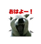 柴犬のヒメ（個別スタンプ：3）