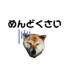 柴犬のヒメ（個別スタンプ：5）