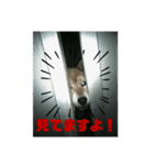 柴犬のヒメ（個別スタンプ：6）