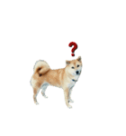 柴犬のヒメ（個別スタンプ：9）