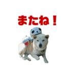 柴犬のヒメ（個別スタンプ：10）