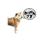 柴犬のヒメ（個別スタンプ：11）