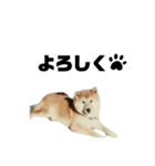 柴犬のヒメ（個別スタンプ：13）