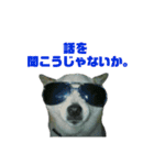柴犬のヒメ（個別スタンプ：15）