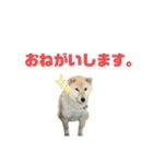 柴犬のヒメ（個別スタンプ：16）
