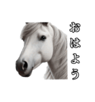 リアル動物 馬（白毛）（個別スタンプ：1）