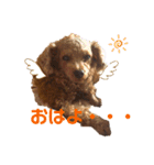 シープードル愛犬タピオカ物語1（個別スタンプ：1）