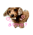 シープードル愛犬タピオカ物語1（個別スタンプ：3）