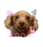 シープードル愛犬タピオカ物語1（個別スタンプ：5）