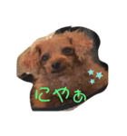 シープードル愛犬タピオカ物語1（個別スタンプ：6）