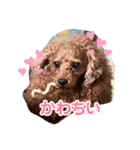 シープードル愛犬タピオカ物語1（個別スタンプ：7）