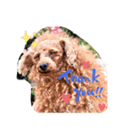 シープードル愛犬タピオカ物語1（個別スタンプ：8）