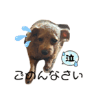 シープードル愛犬タピオカ物語1（個別スタンプ：9）