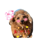 シープードル愛犬タピオカ物語1（個別スタンプ：10）