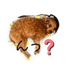 シープードル愛犬タピオカ物語1（個別スタンプ：11）