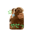 シープードル愛犬タピオカ物語1（個別スタンプ：13）