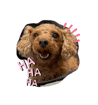 シープードル愛犬タピオカ物語1（個別スタンプ：15）