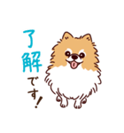 丁寧語のポメラニアンとトイプードルさん（個別スタンプ：1）