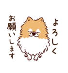 丁寧語のポメラニアンとトイプードルさん（個別スタンプ：3）