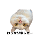 いいちこスタンプ 2（個別スタンプ：6）