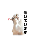 いいちこスタンプ 2（個別スタンプ：11）