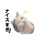 いいちこスタンプ 2（個別スタンプ：16）
