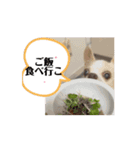 ♡動く豆男くん♡たまに狂犬（個別スタンプ：2）