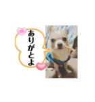 ♡動く豆男くん♡たまに狂犬（個別スタンプ：3）