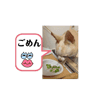 ♡動く豆男くん♡たまに狂犬（個別スタンプ：4）