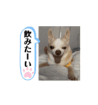 ♡動く豆男くん♡たまに狂犬（個別スタンプ：5）