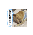 ♡動く豆男くん♡たまに狂犬（個別スタンプ：7）