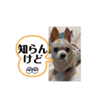 ♡動く豆男くん♡たまに狂犬（個別スタンプ：8）