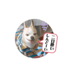 ♡動く豆男くん♡たまに狂犬（個別スタンプ：13）