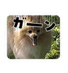 はるくんもうすぐ2才。僕の気持ち？（個別スタンプ：4）