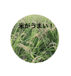 マルチに使える日常会話（個別スタンプ：3）