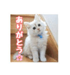 らんまるとだいふく（個別スタンプ：1）