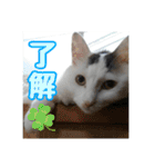 らんまるとだいふく（個別スタンプ：2）