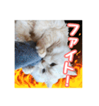 らんまるとだいふく（個別スタンプ：4）