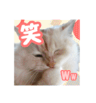 らんまるとだいふく（個別スタンプ：8）