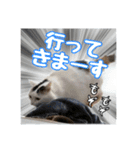 らんまるとだいふく（個別スタンプ：9）