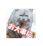 らんまるとだいふく（個別スタンプ：10）