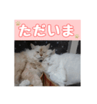 らんまるとだいふく（個別スタンプ：11）