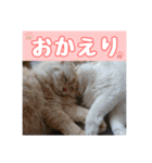 らんまるとだいふく（個別スタンプ：12）