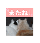 らんまるとだいふく（個別スタンプ：13）